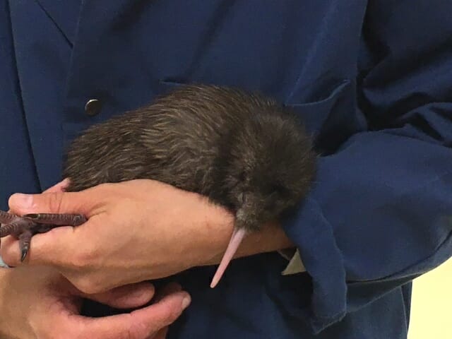 100th Kiwi at Pukaha